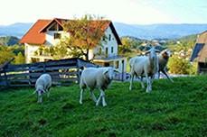 Kmetija »Pri starem mlinu«